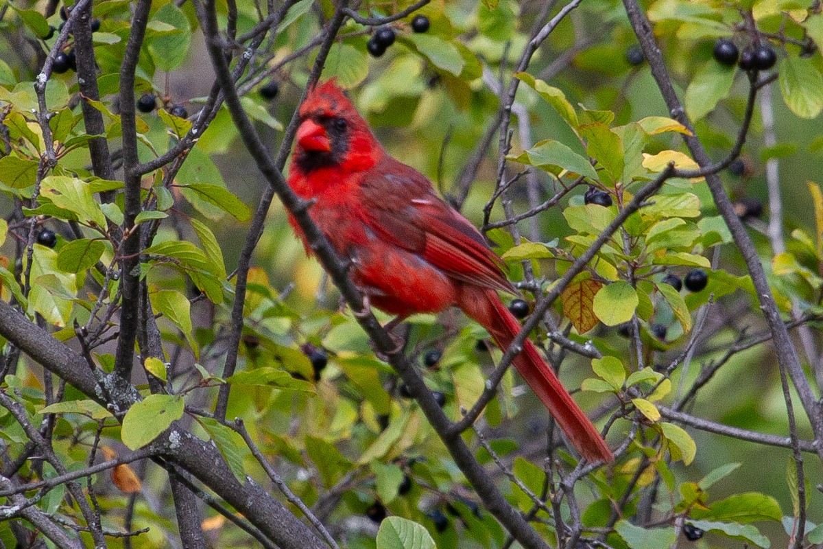 Northern Cardinal - Graham Smith