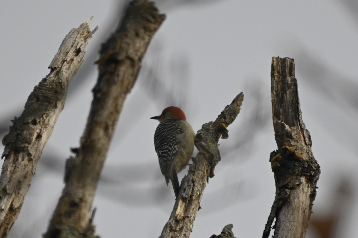 Red-bellied Woodpecker - Steven Burk