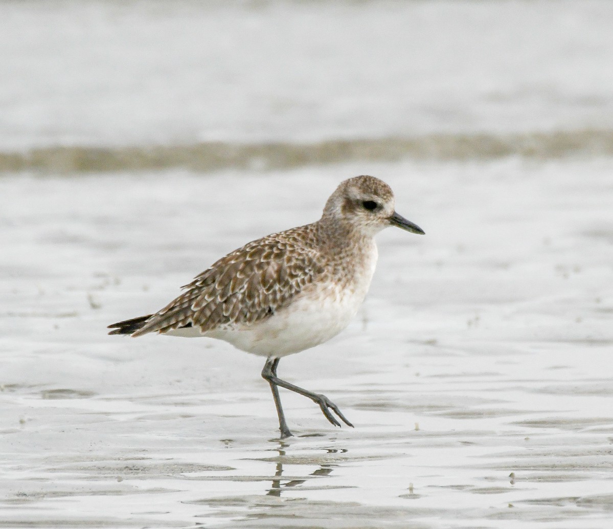 Black-bellied Plover - ML625575151