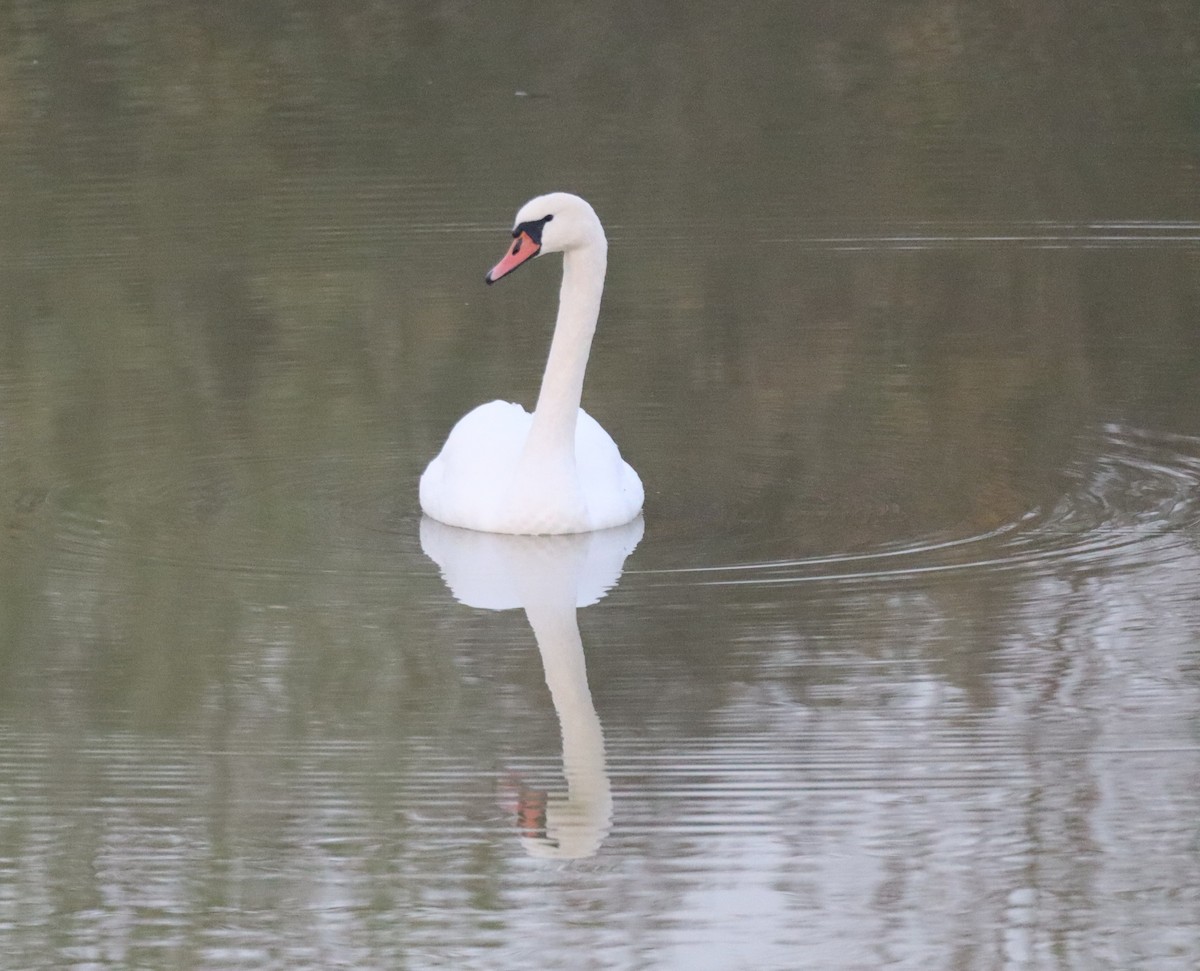 Mute Swan - ML625575190