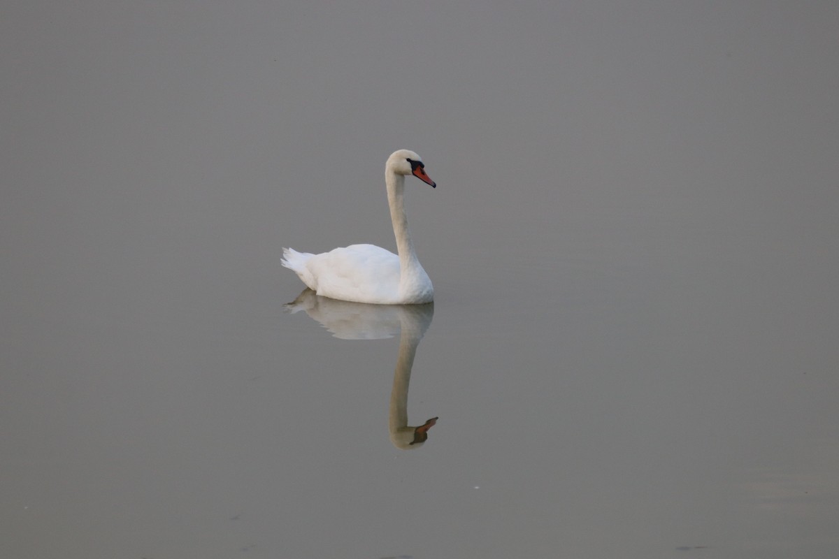 Mute Swan - ML625575191