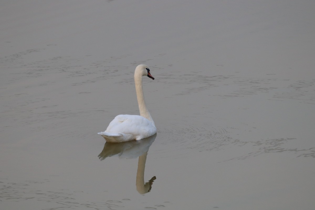 Mute Swan - ML625575192