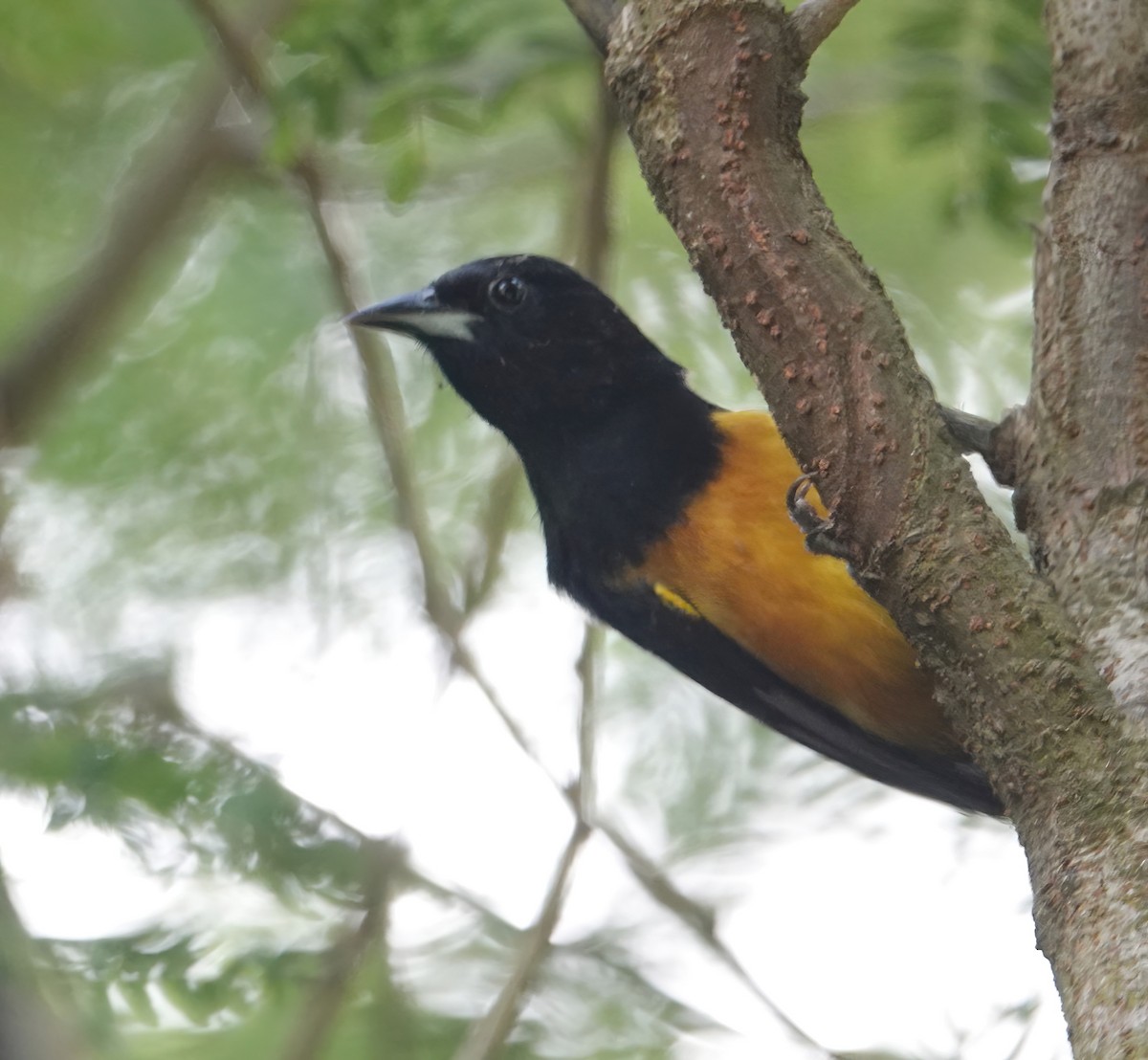 Montserrat Oriole - ML625575193