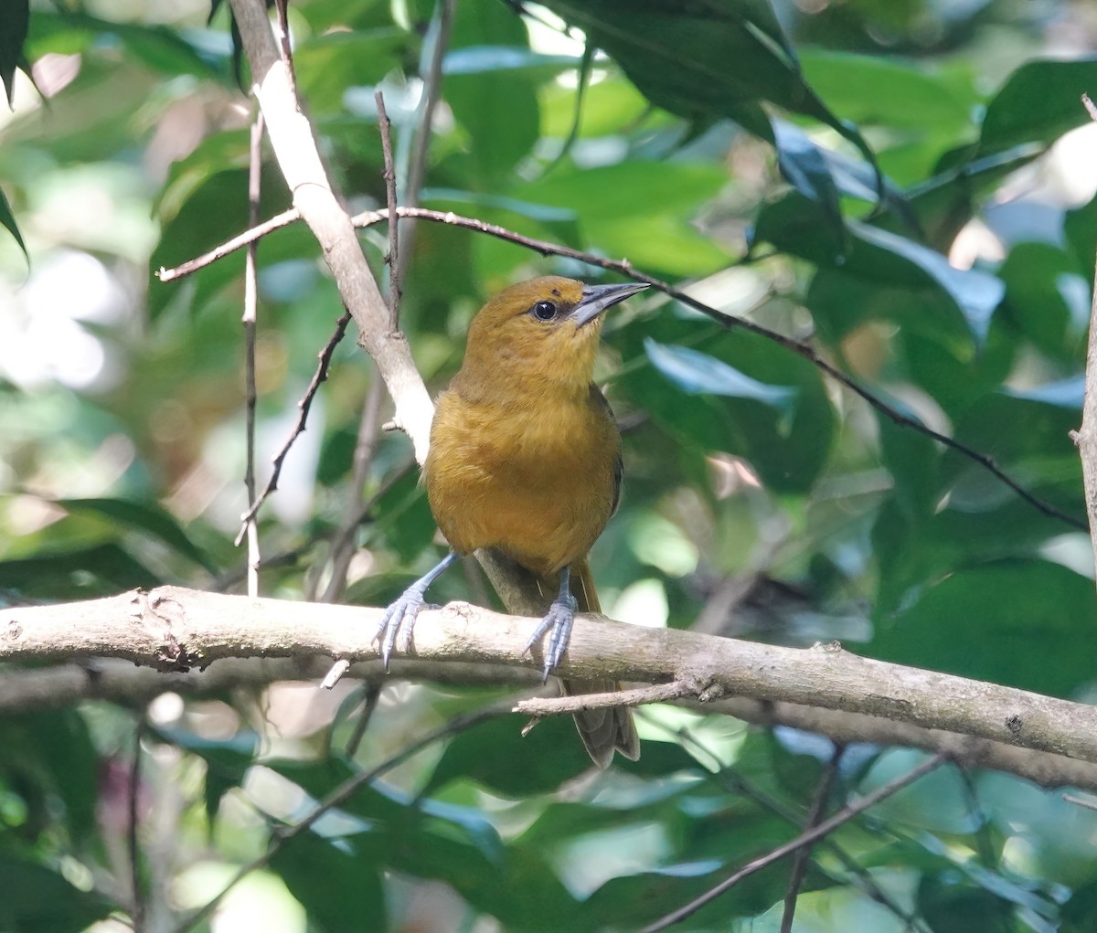 Montserrat Oriole - Cat McGraw