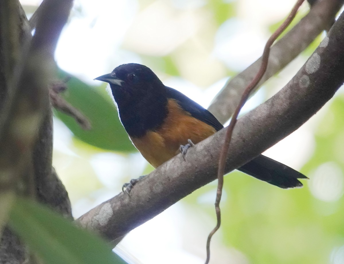 Montserrat Oriole - ML625575195