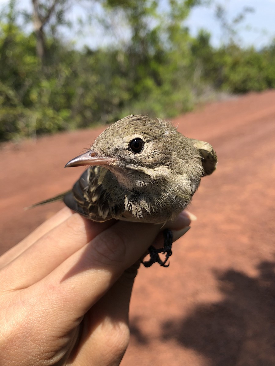 Small-billed Elaenia - ML625575196