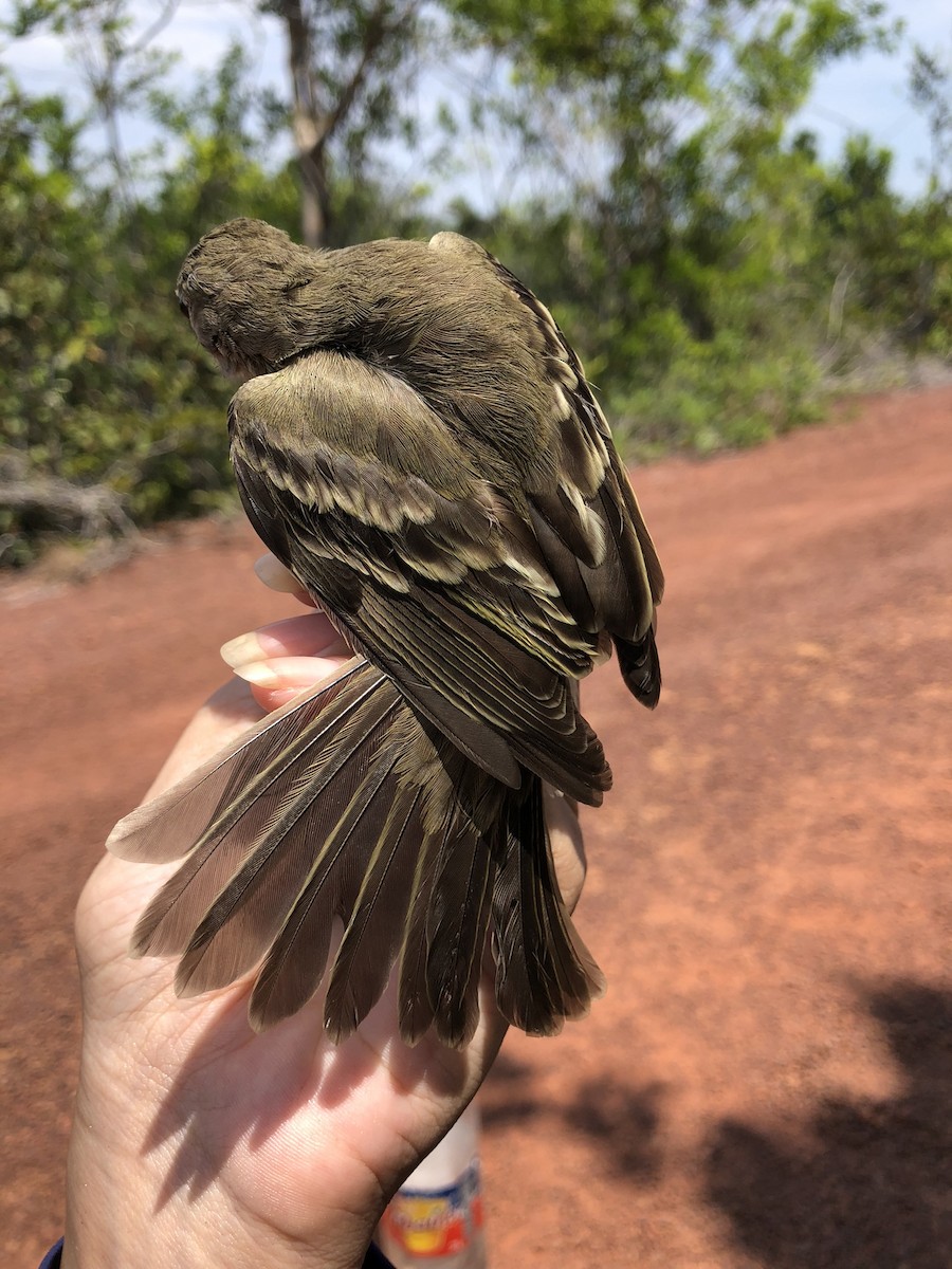 Small-billed Elaenia - ML625575197