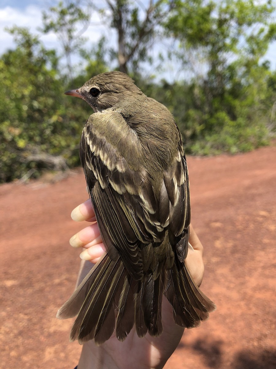 Small-billed Elaenia - ML625575198