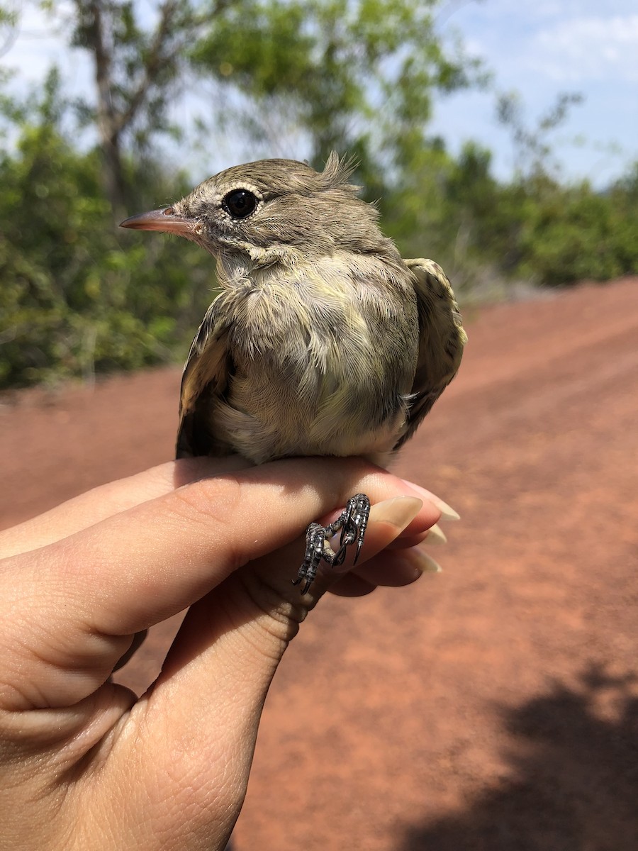 Small-billed Elaenia - ML625575199