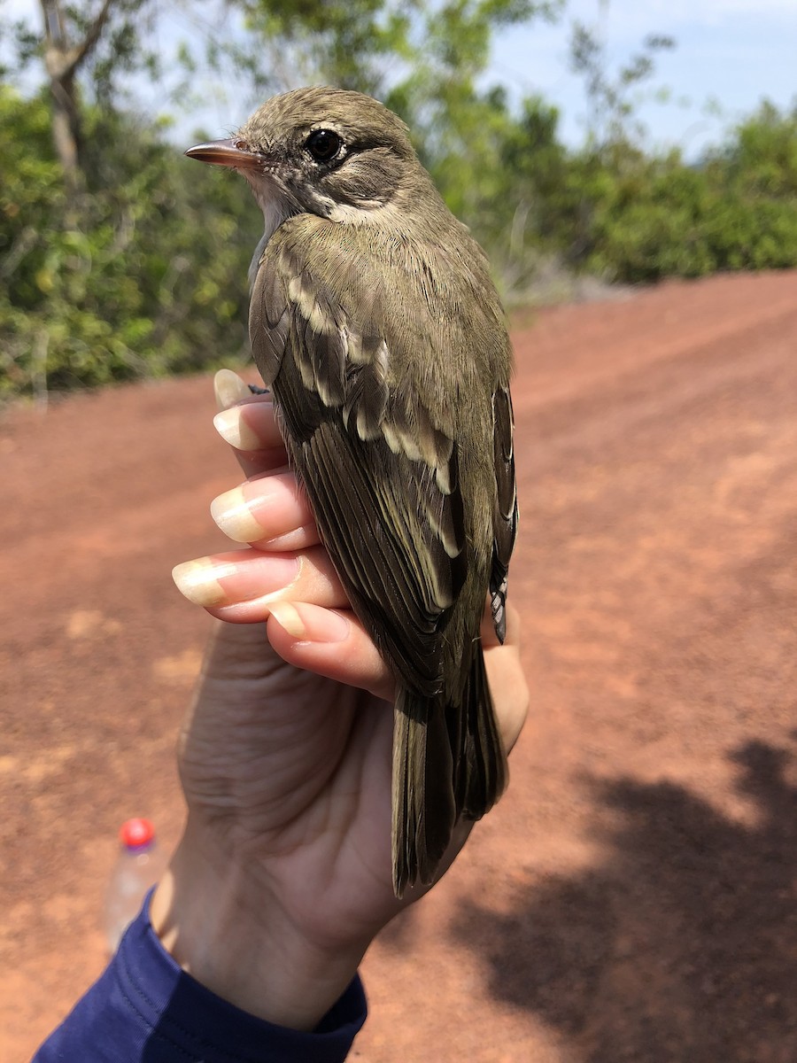 Small-billed Elaenia - ML625575200