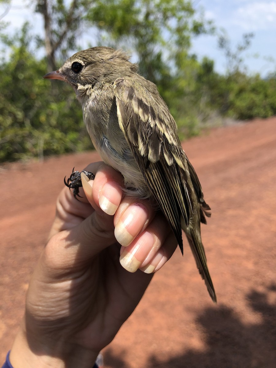 Small-billed Elaenia - ML625575201