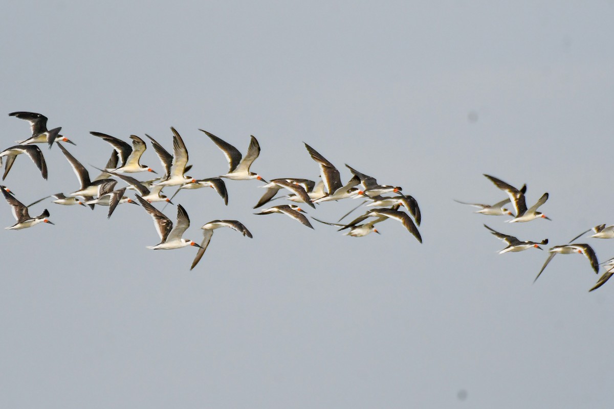 Black Skimmer - ML625575202