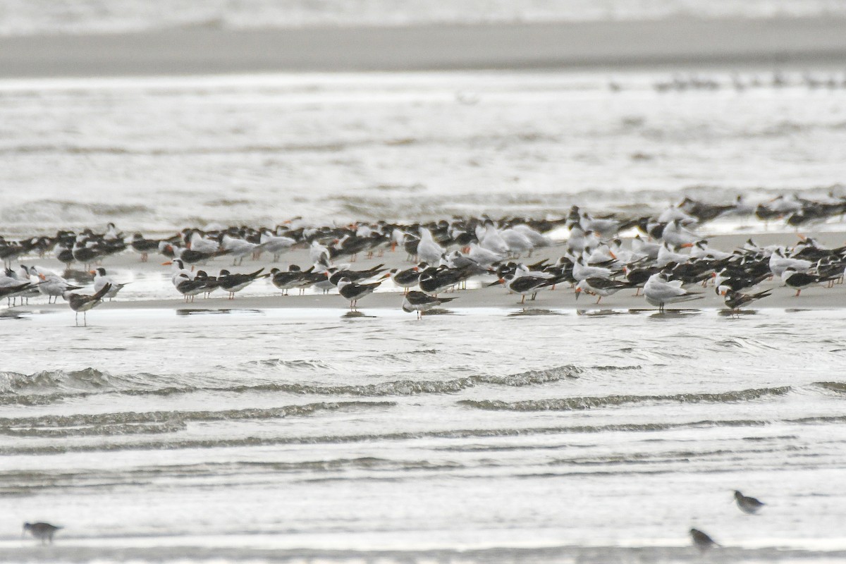 Black Skimmer - ML625575203