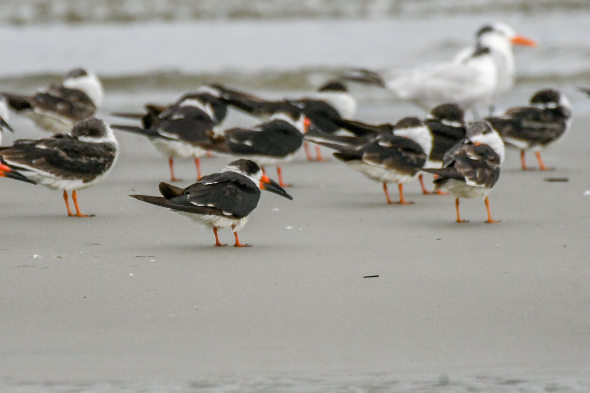 Black Skimmer - ML625575204