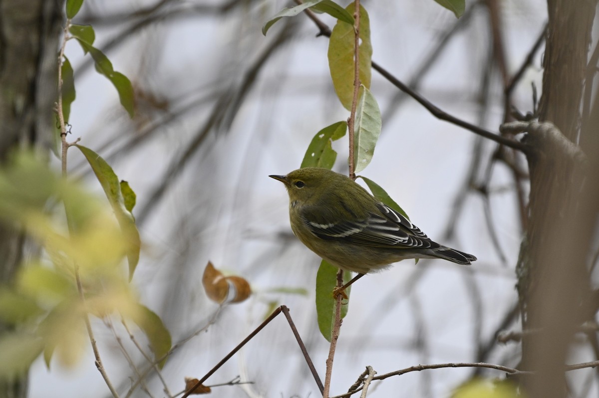 Blackpoll Warbler - ML625575205