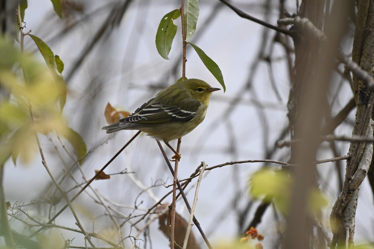 Blackpoll Warbler - Steven Burk