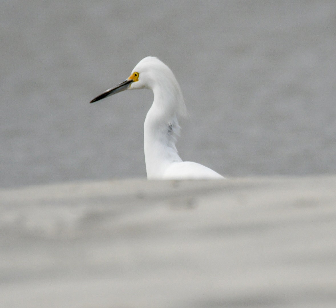 Snowy Egret - ML625575209