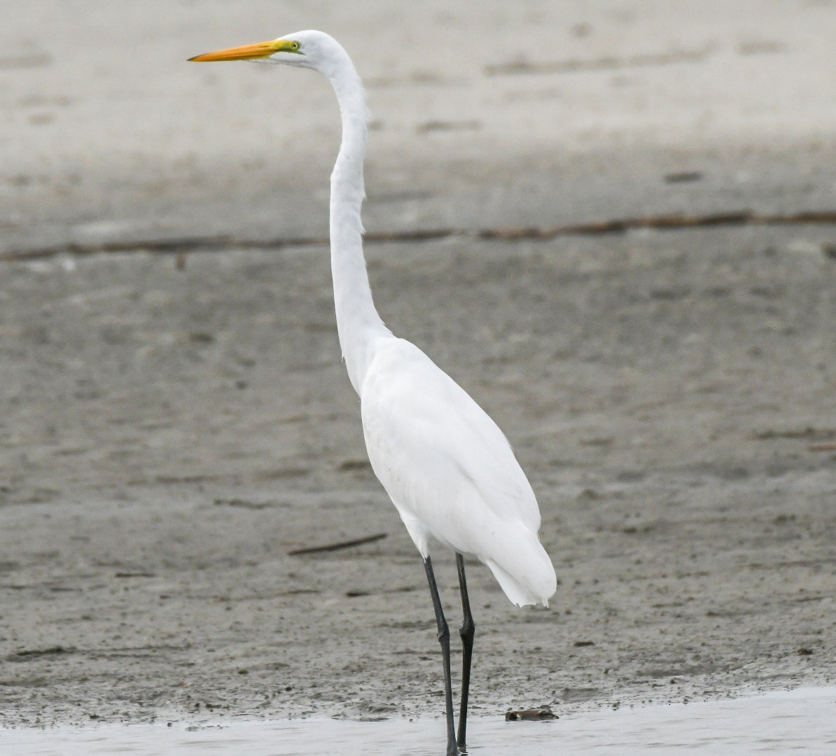 Great Egret - ML625575211