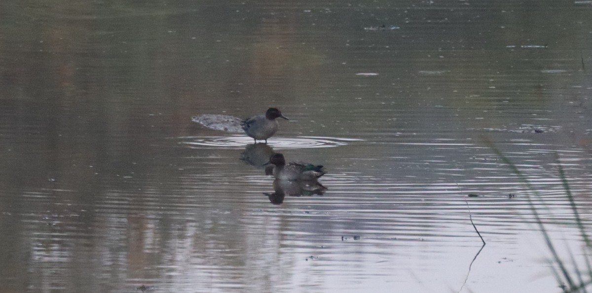 Green-winged Teal - ML625575212