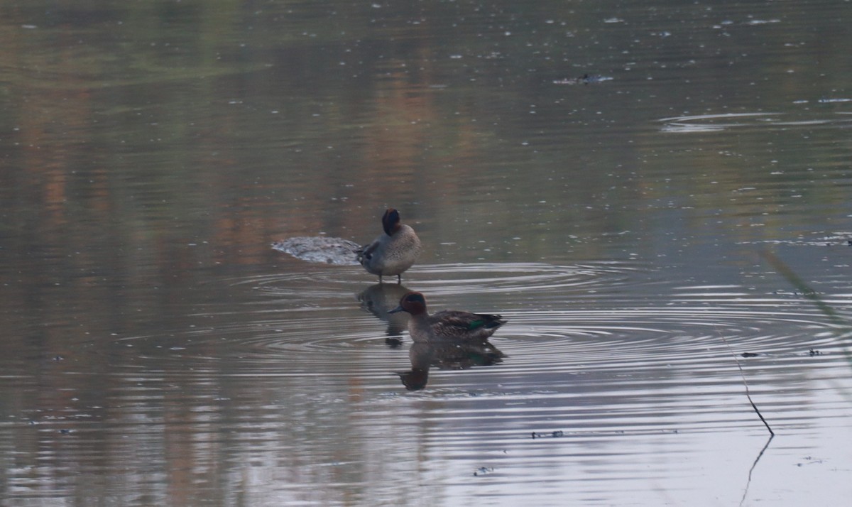 Green-winged Teal - ML625575213