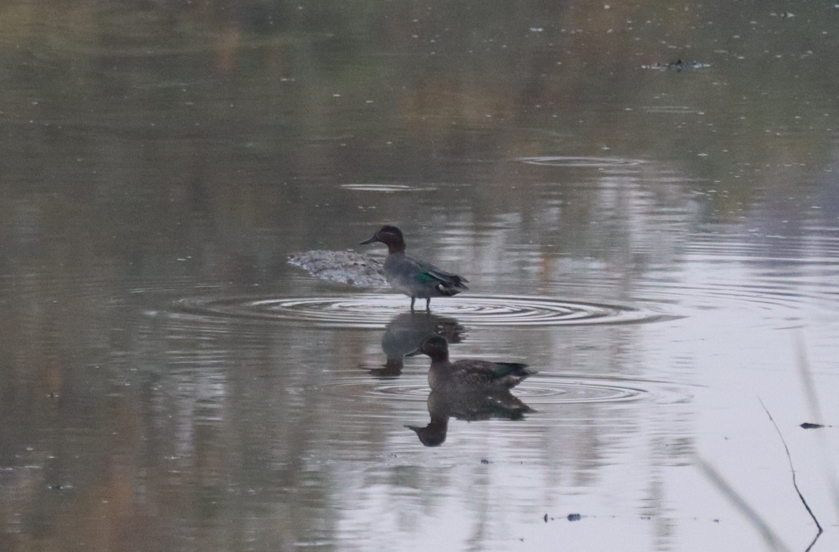 Green-winged Teal - Dean Veselinovich