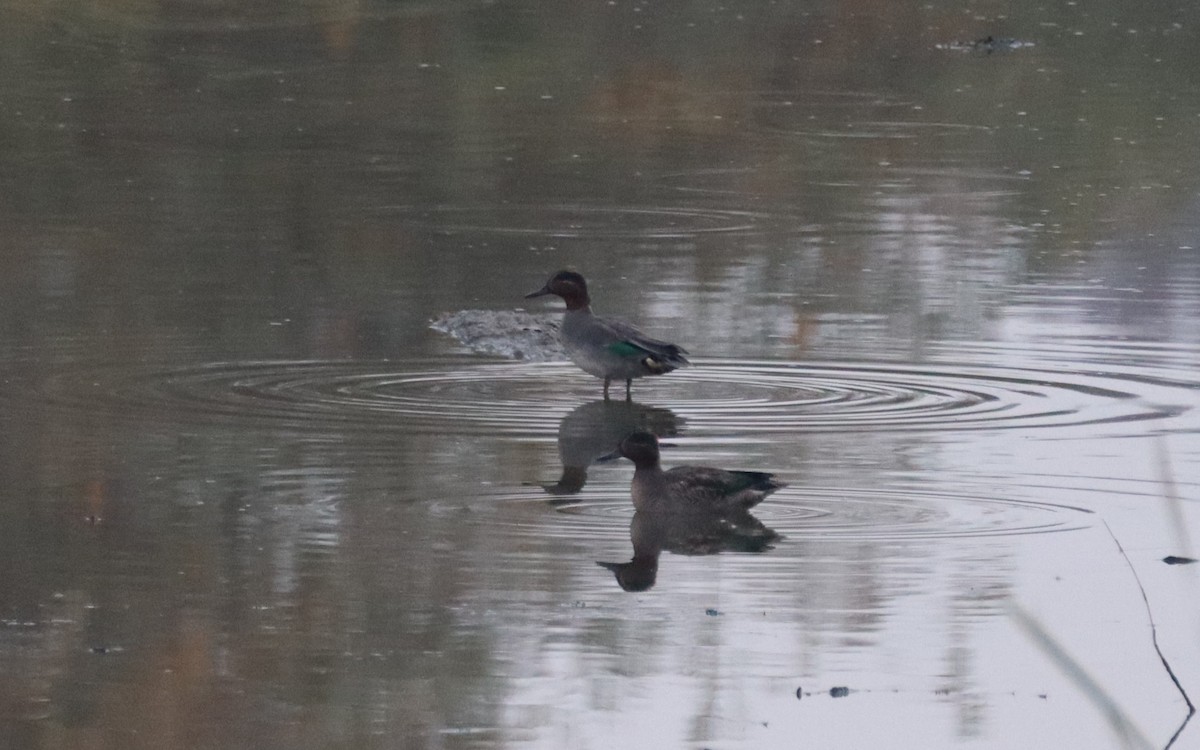 Green-winged Teal - ML625575215