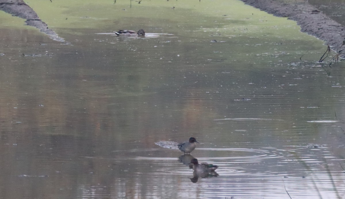 Green-winged Teal - Dean Veselinovich