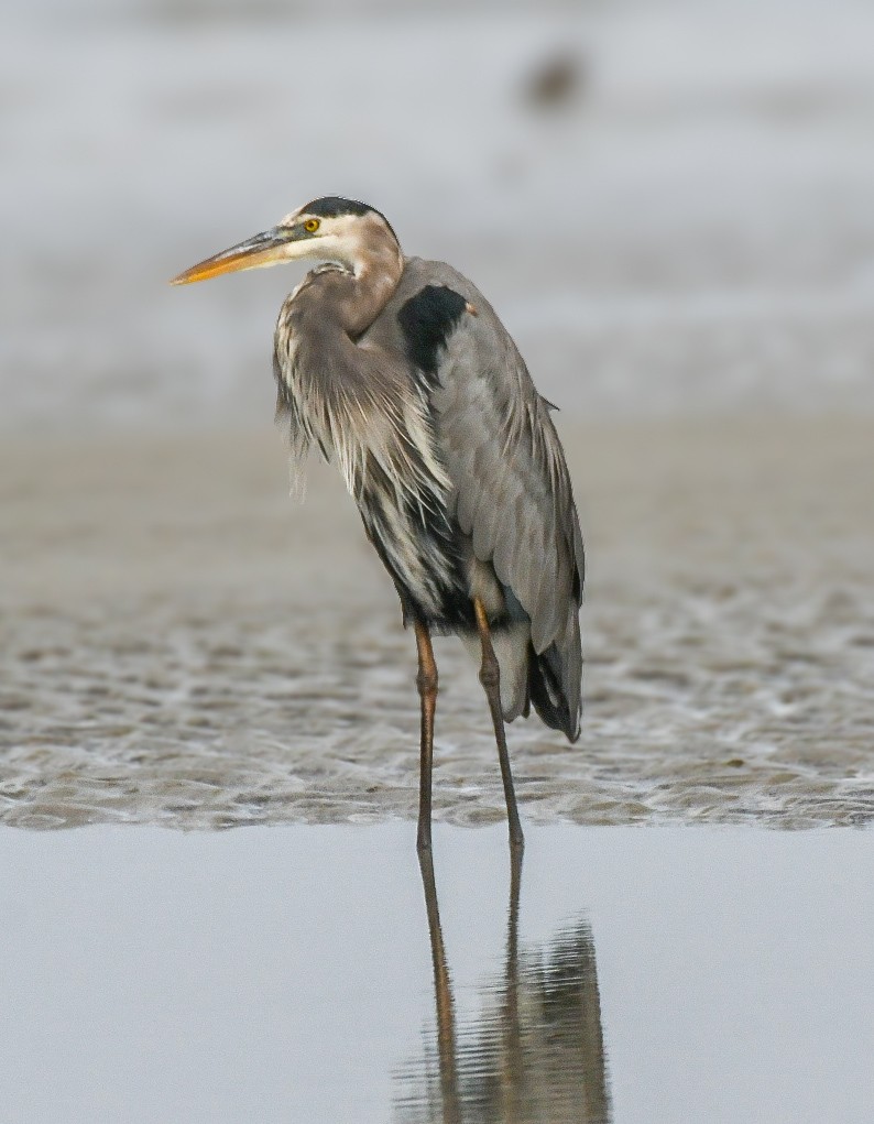 Great Blue Heron - ML625575219