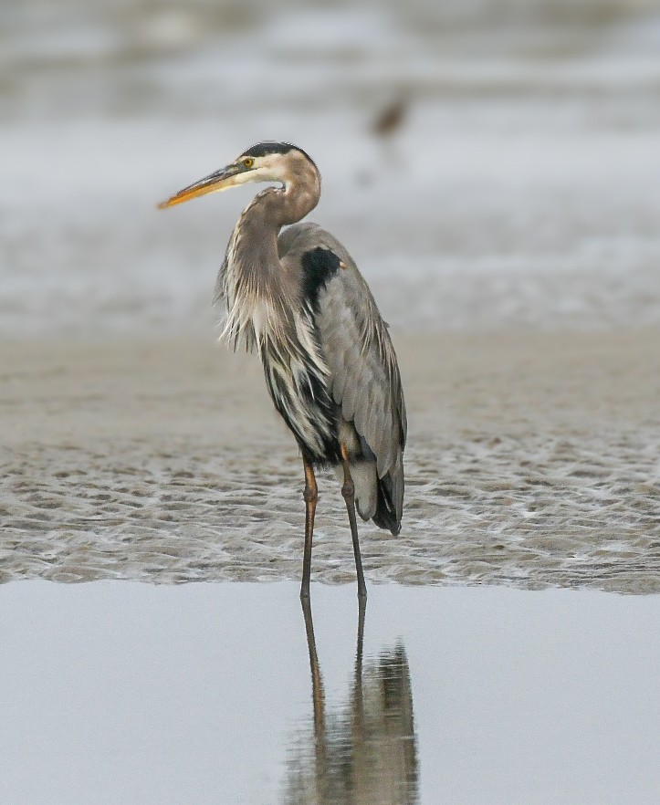 Great Blue Heron - ML625575220