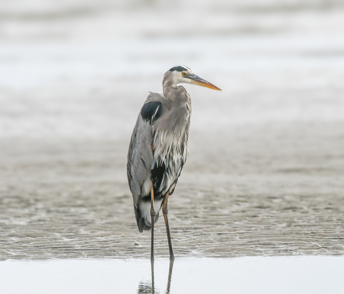 Great Blue Heron - ML625575221