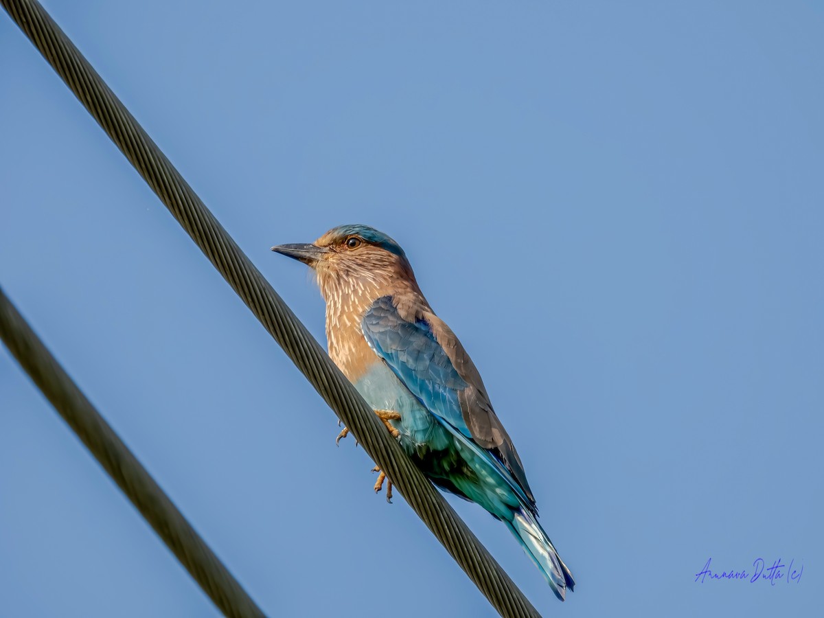 Indian Roller - ML625575222