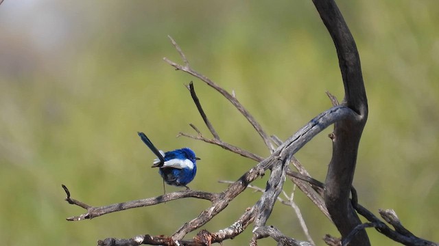 White-winged Fairywren (Blue-and-white) - ML625575325