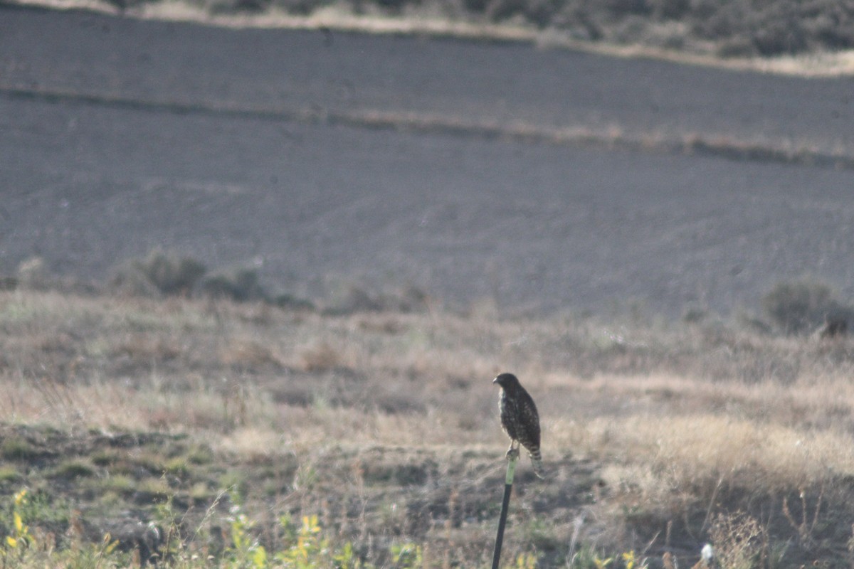 Ferruginous Hawk - ML625575364