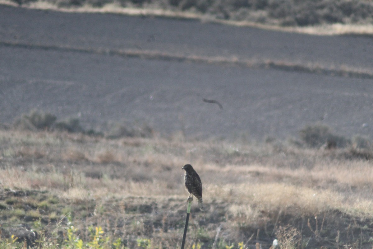 Ferruginous Hawk - ML625575365