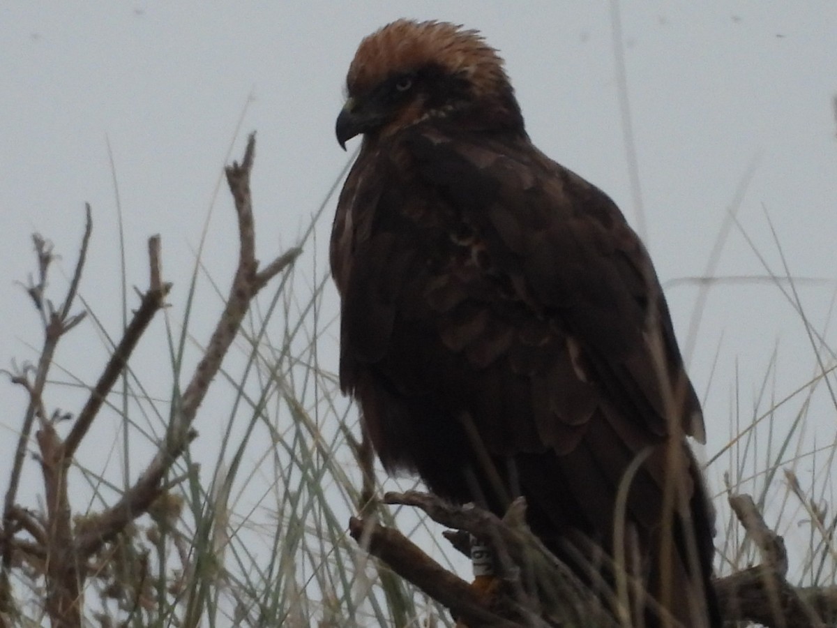 Western Marsh Harrier - Zak Quack