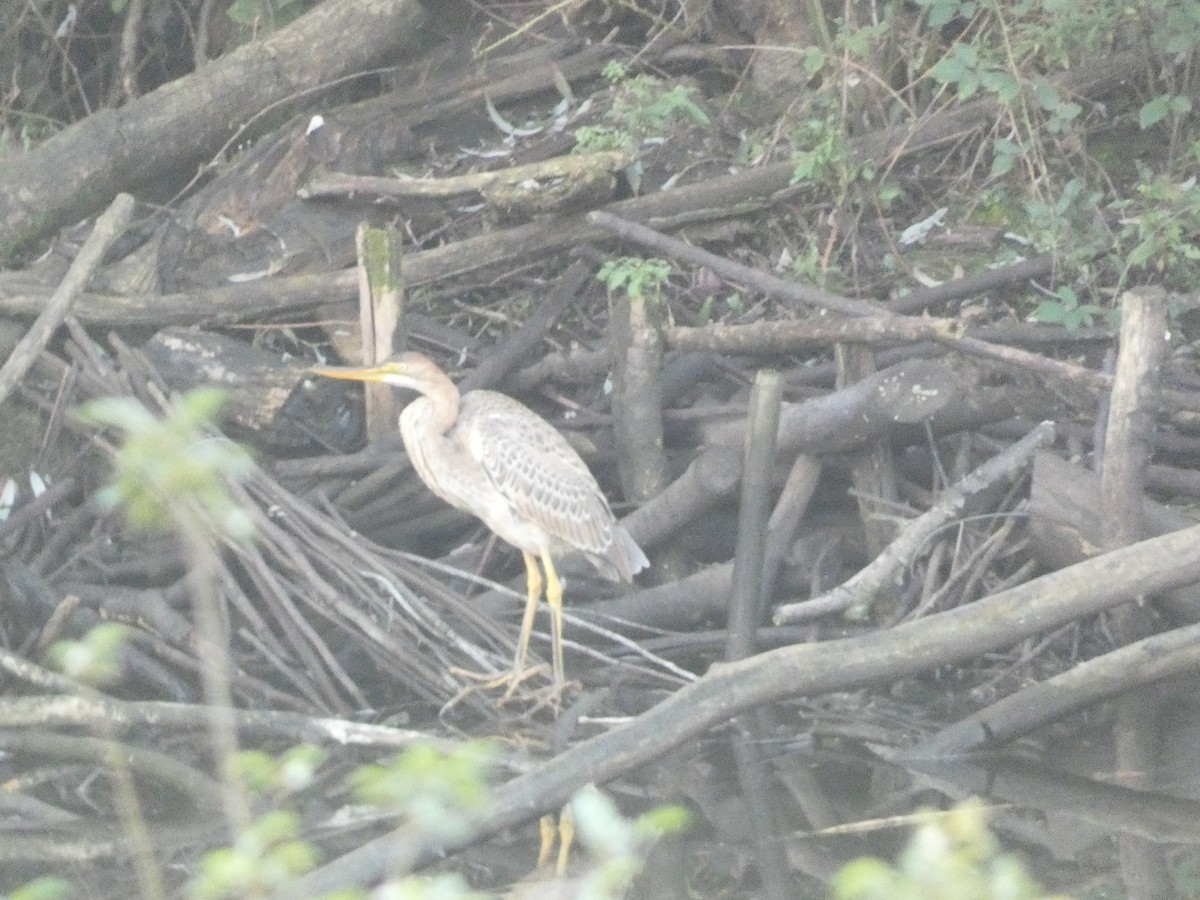 Purple Heron - ML625575619