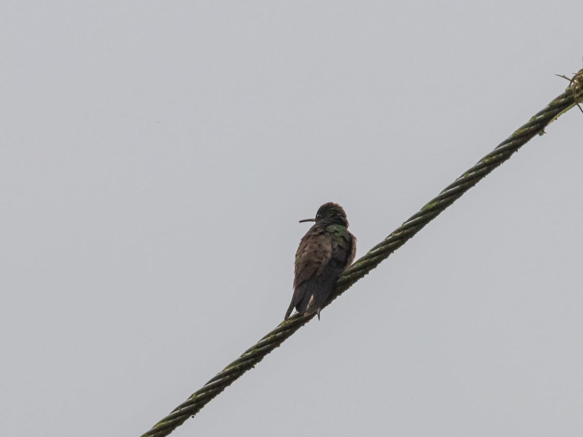 Green-bellied Hummingbird - ML625575905