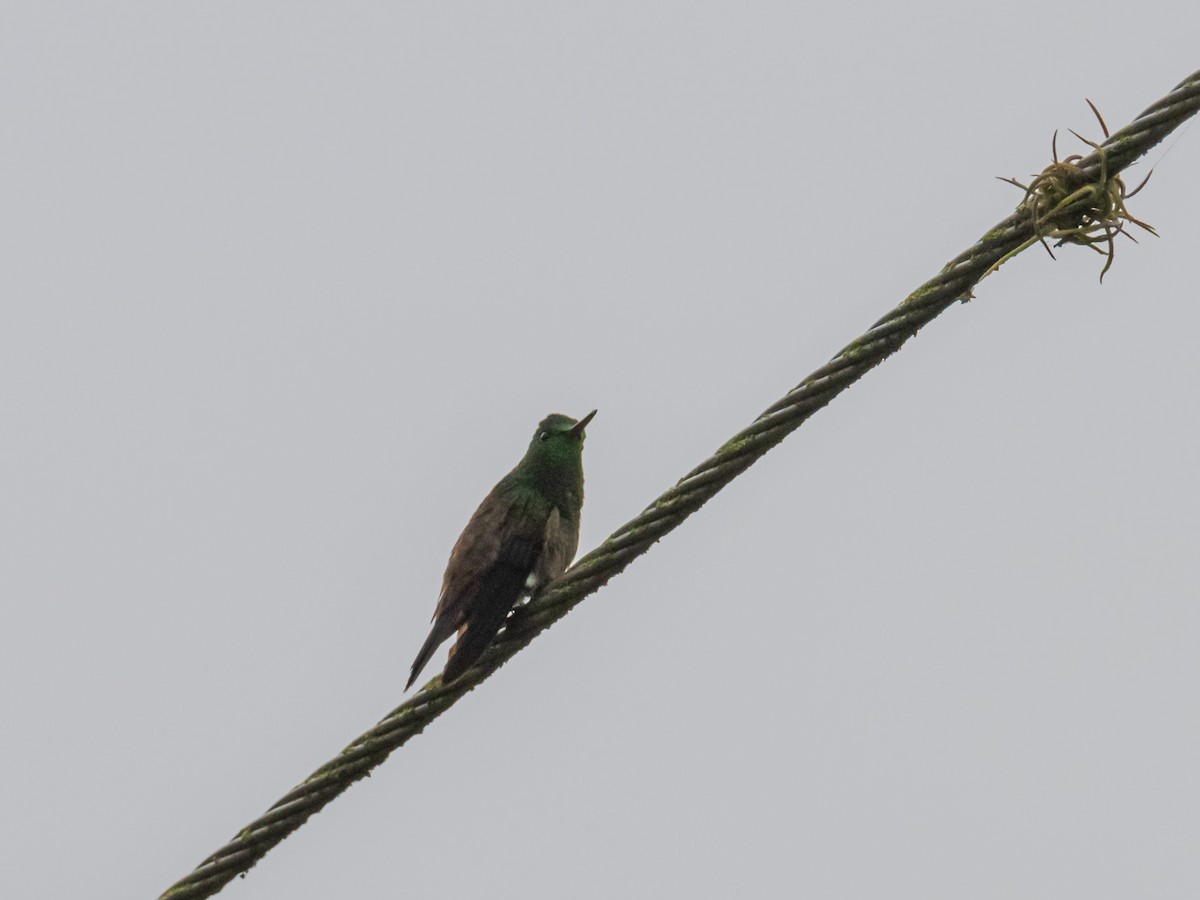 Green-bellied Hummingbird - ML625575906