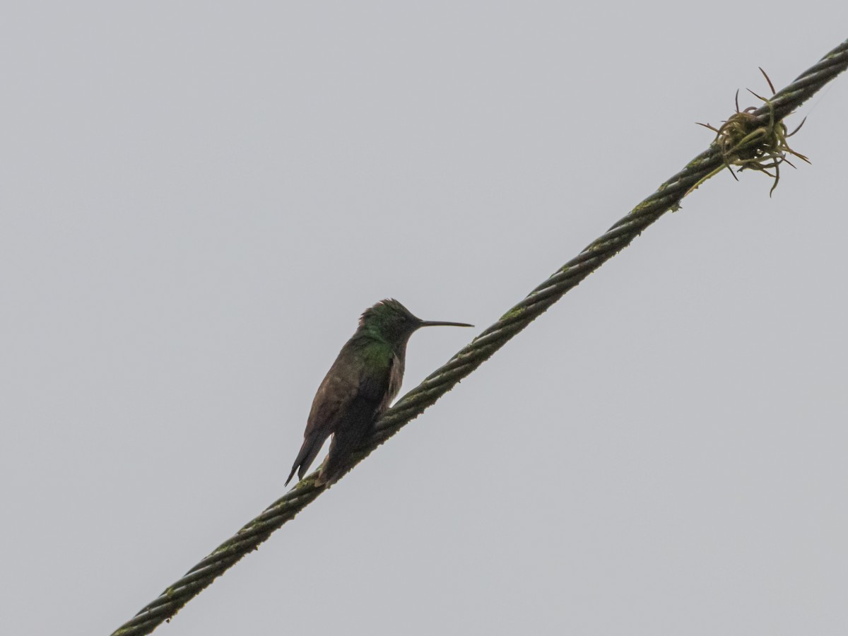 Green-bellied Hummingbird - ML625575907