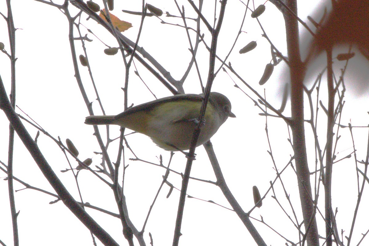 Blue-headed Vireo - ML625575917