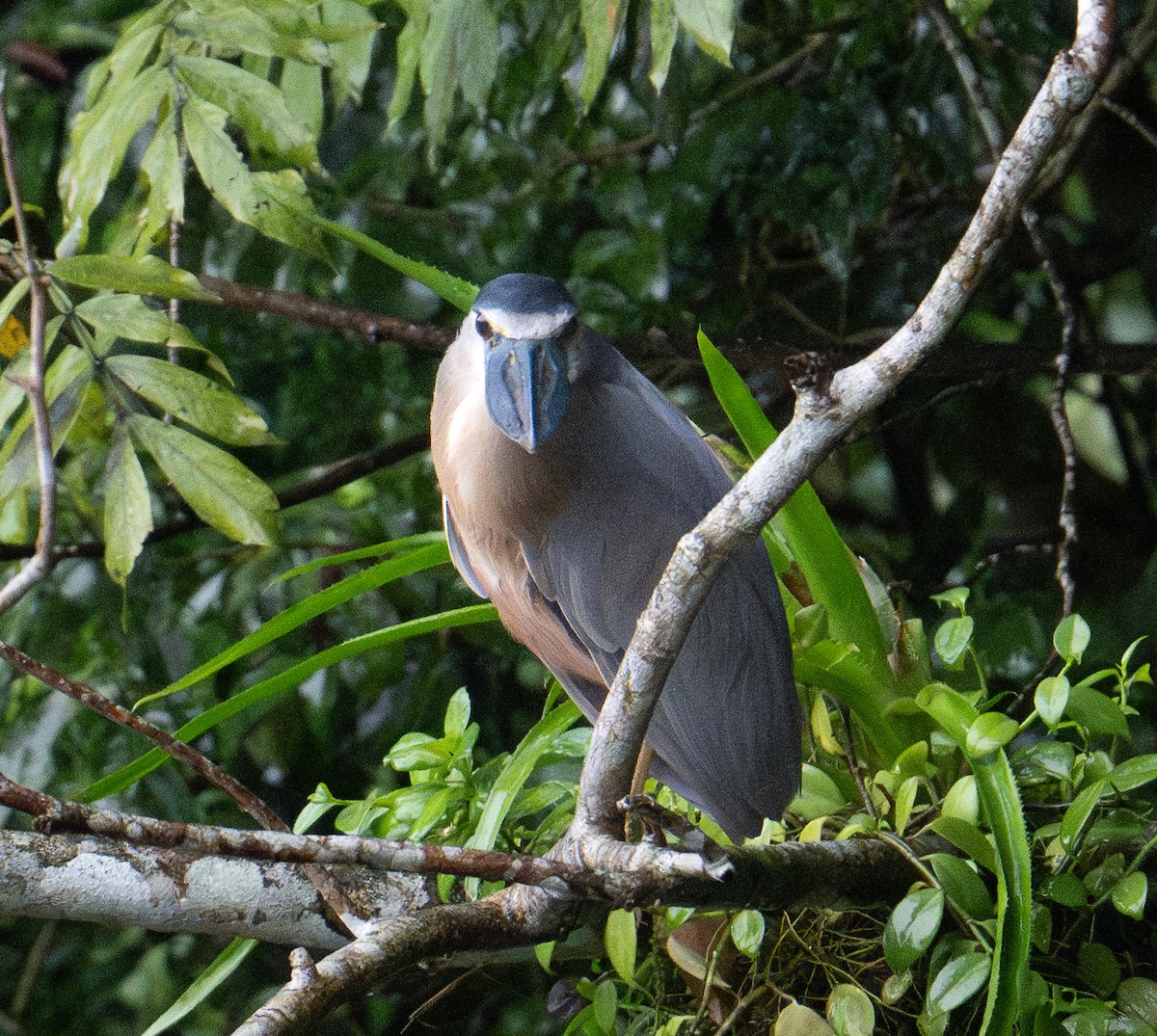 Boat-billed Heron - ML625575924