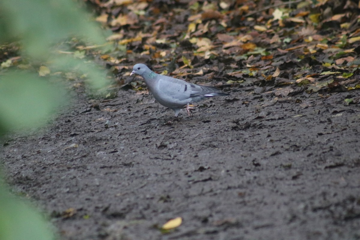 Stock Dove - ML625576019