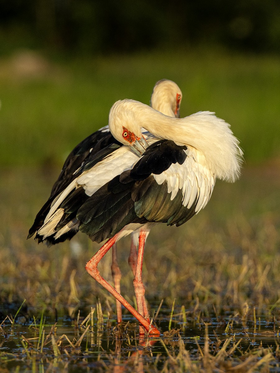 Maguari Stork - ML625576056