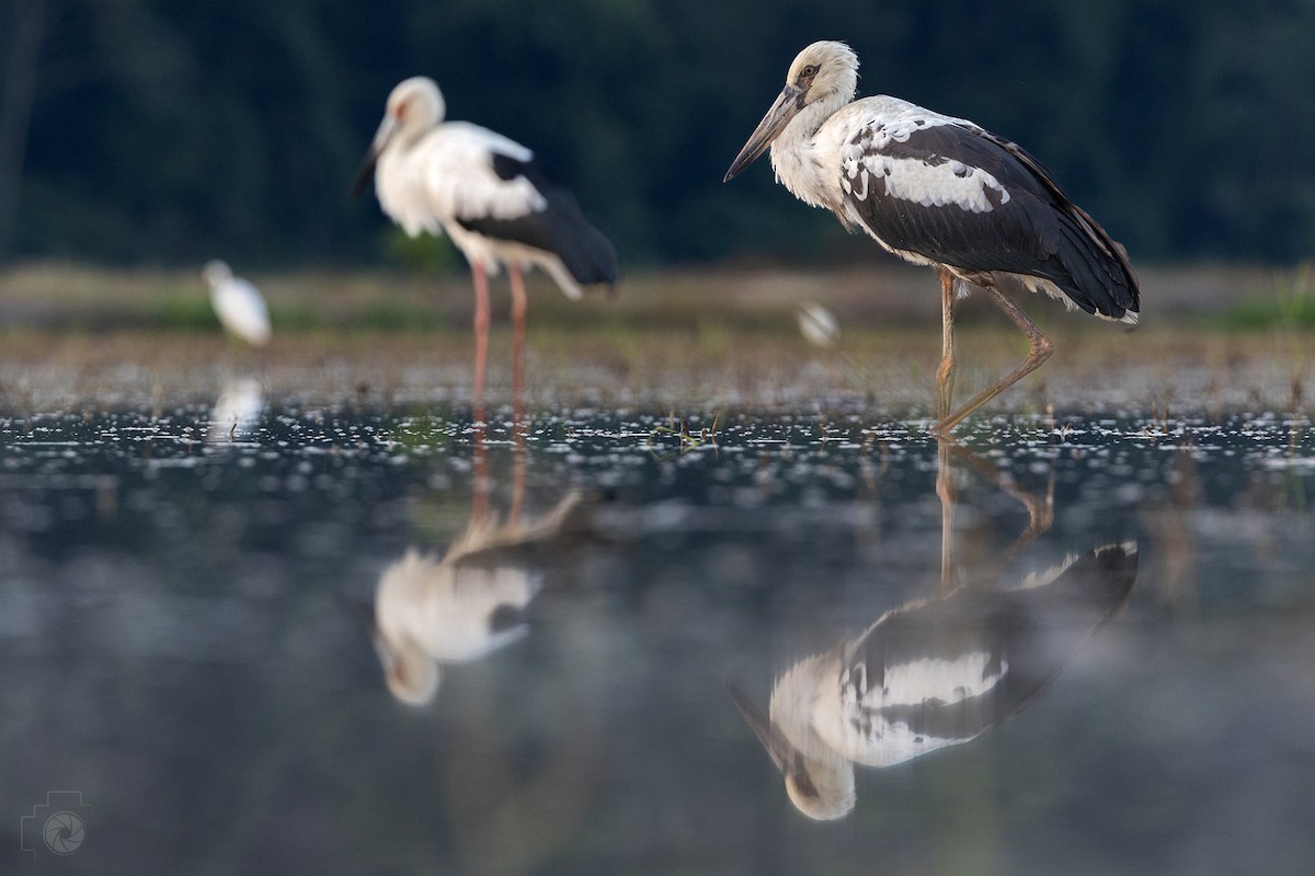Maguari Stork - ML625576057