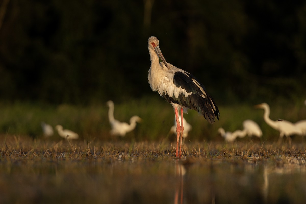 Maguari Stork - ML625576058