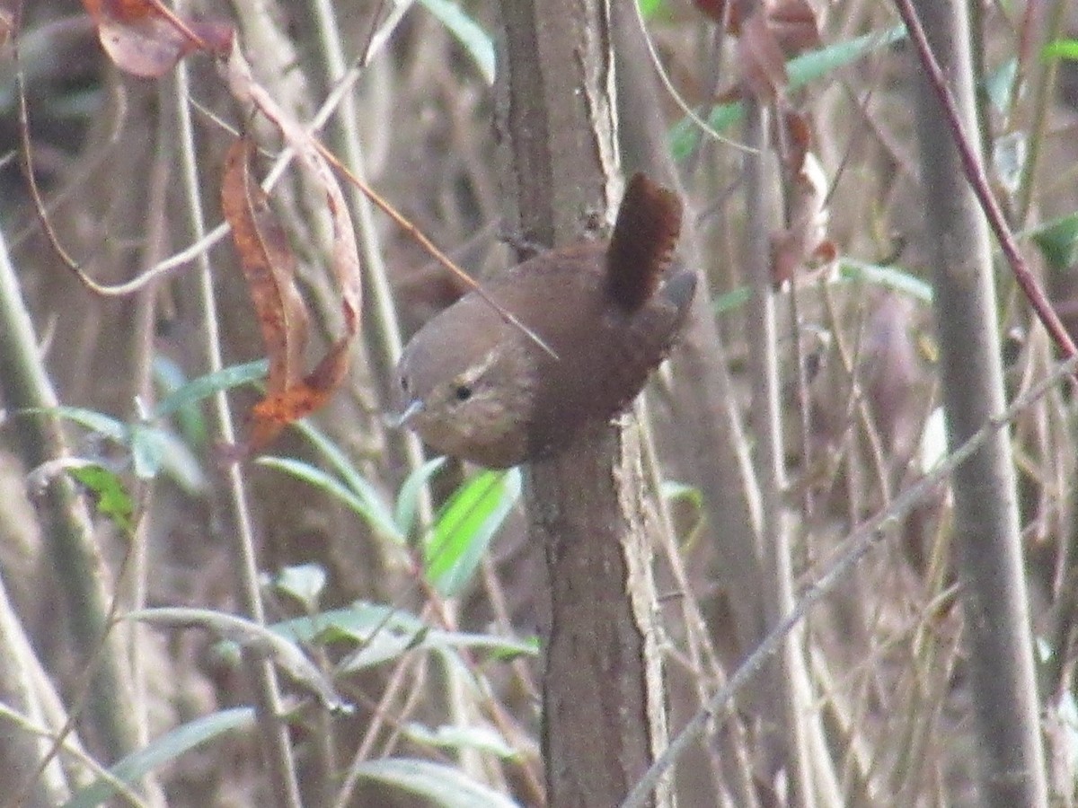 Winter Wren - ML625576077