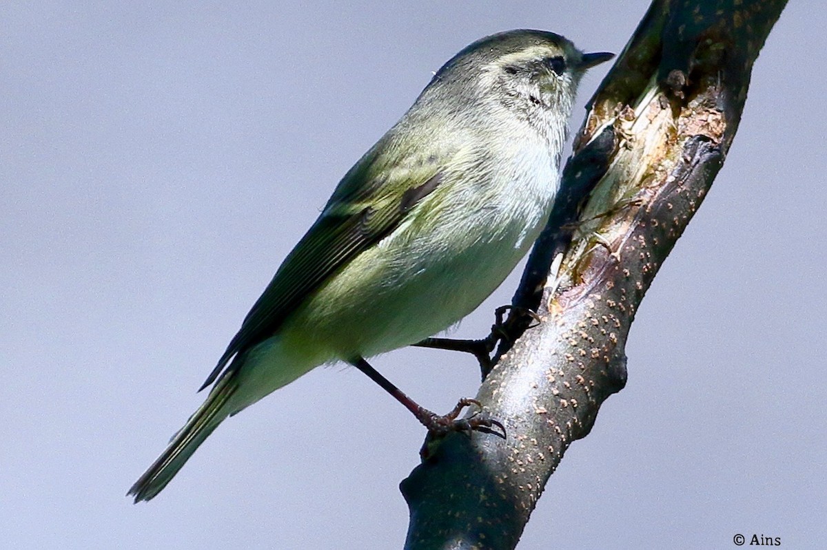 Hume's Warbler - ML625576101