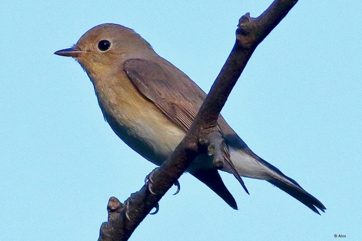 Red-breasted Flycatcher - ML625576279