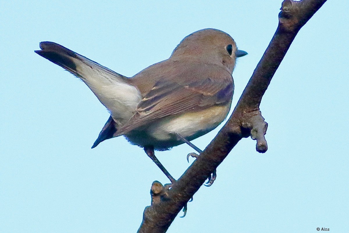 Red-breasted Flycatcher - ML625576280
