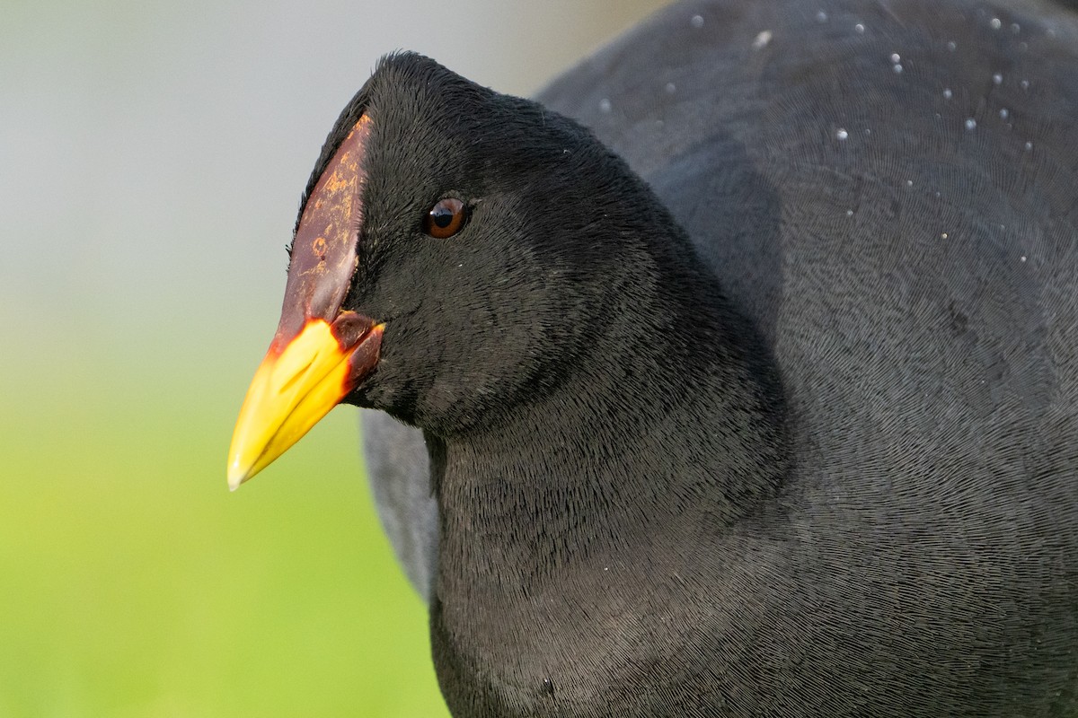 Red-fronted Coot - ML625576281